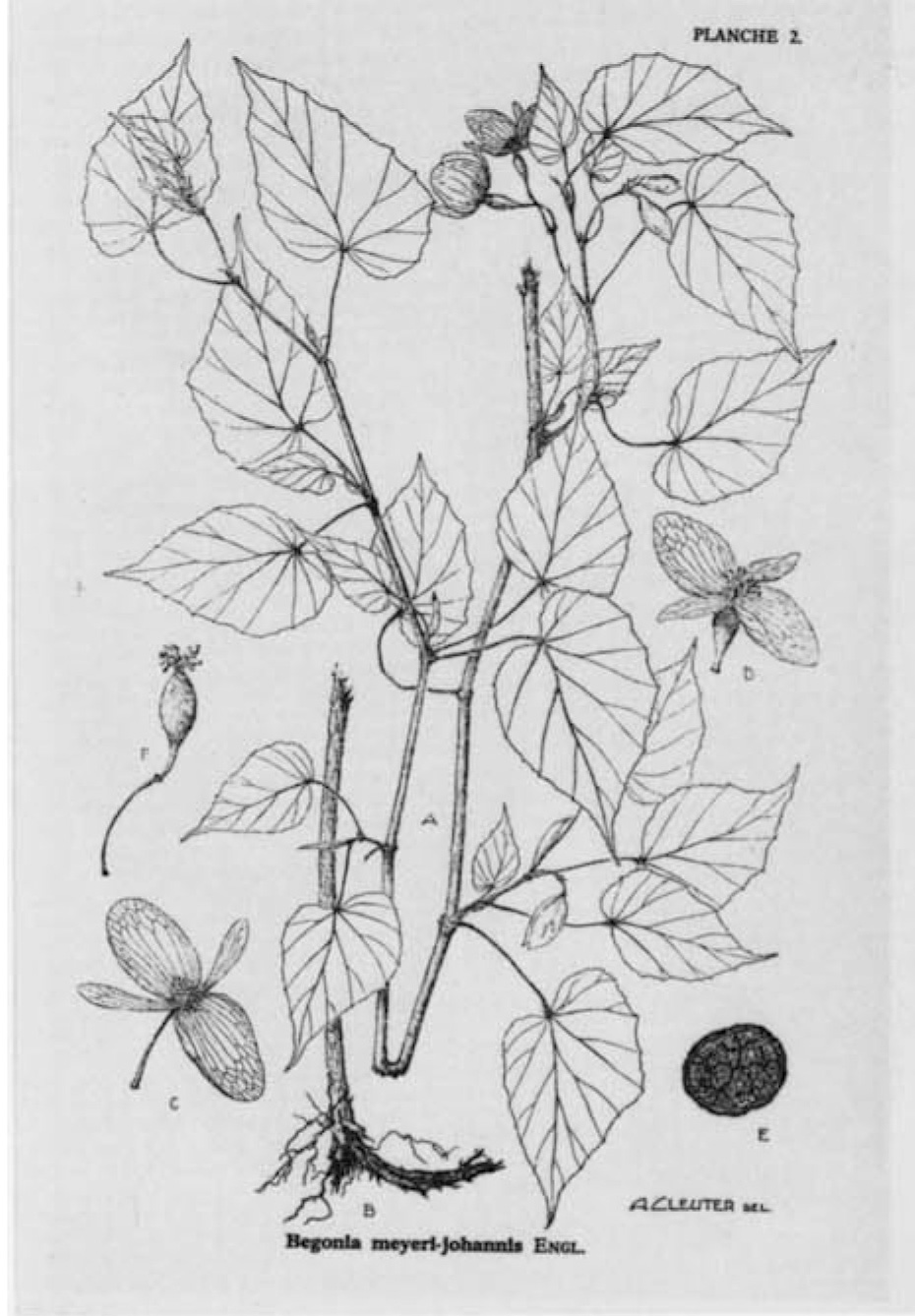 B. meyeri-johannis